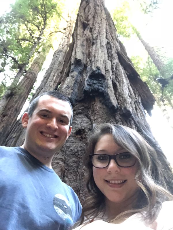 Giant Sequoia in Muir Woods