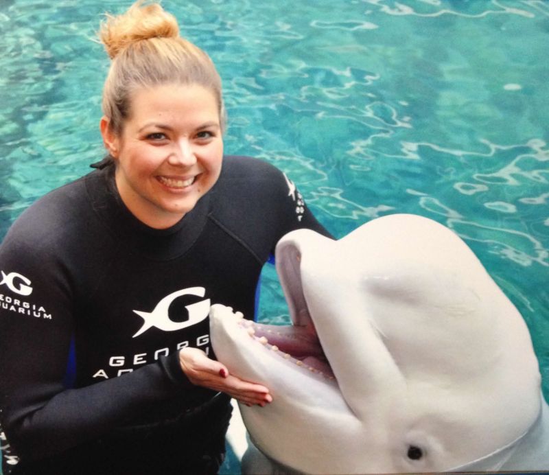 Beluga Whales at the Georgia Seaquarium