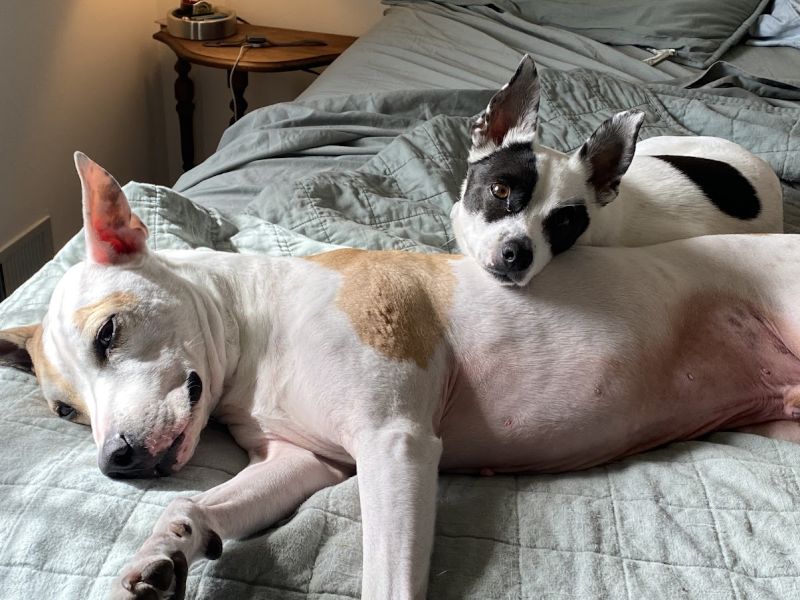 Adam & Cooper Napping After a Morning Full of Play Time