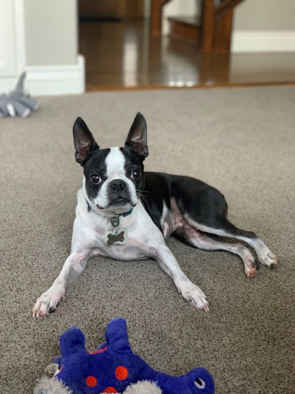 Our Dog, Bosco