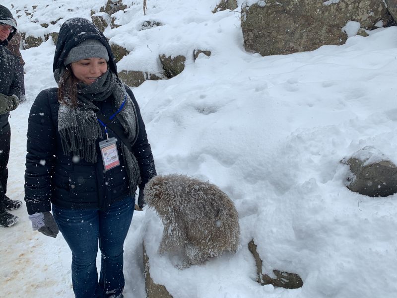 Meeting a Snow Monkey in Japan