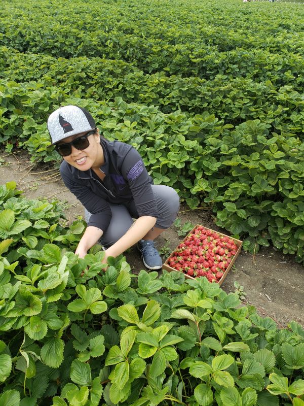 Picking Strawberries