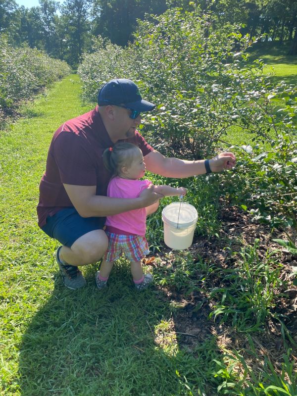 Picking Blueberries