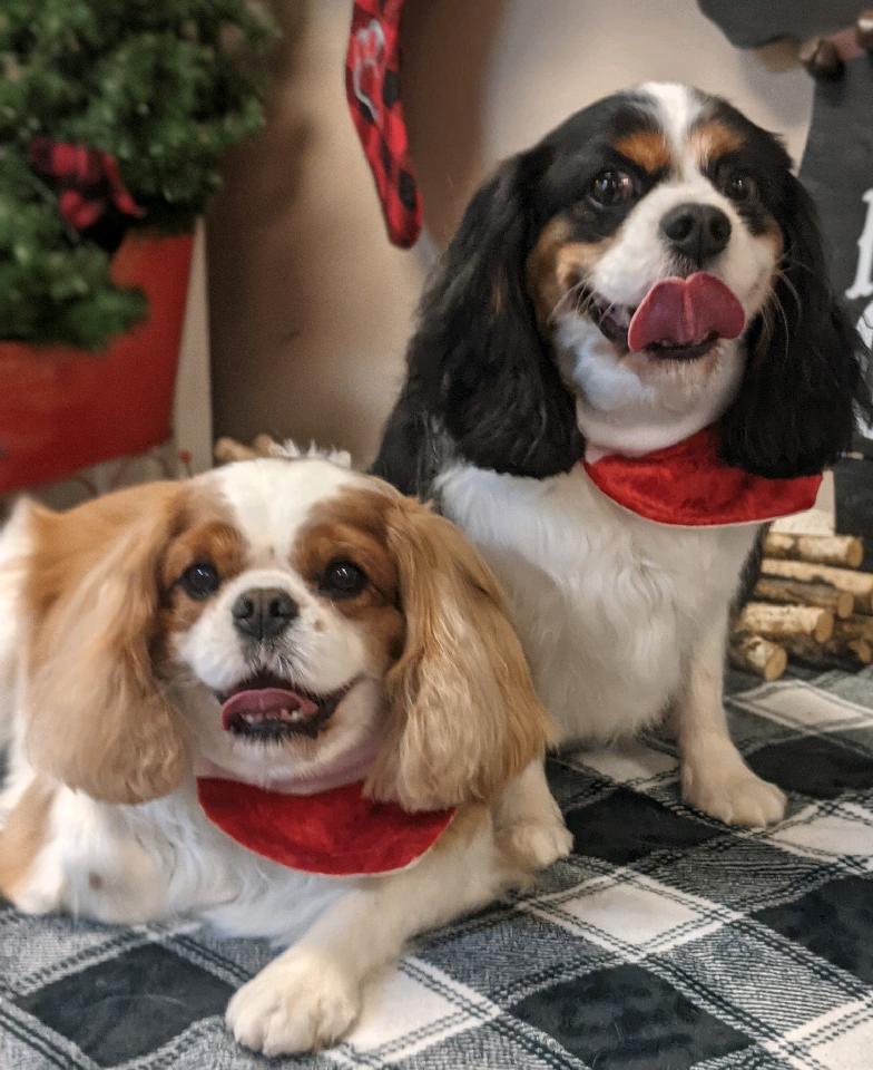Our Pups, Gizmo & El