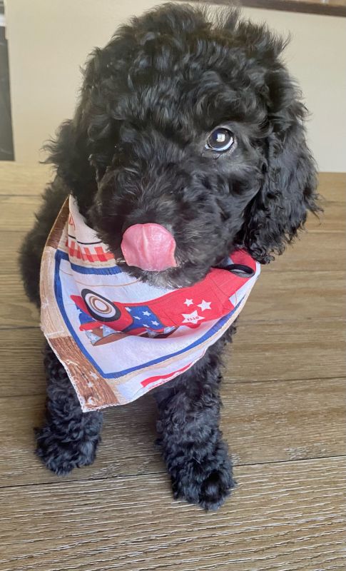 Our Puppy, Ramen