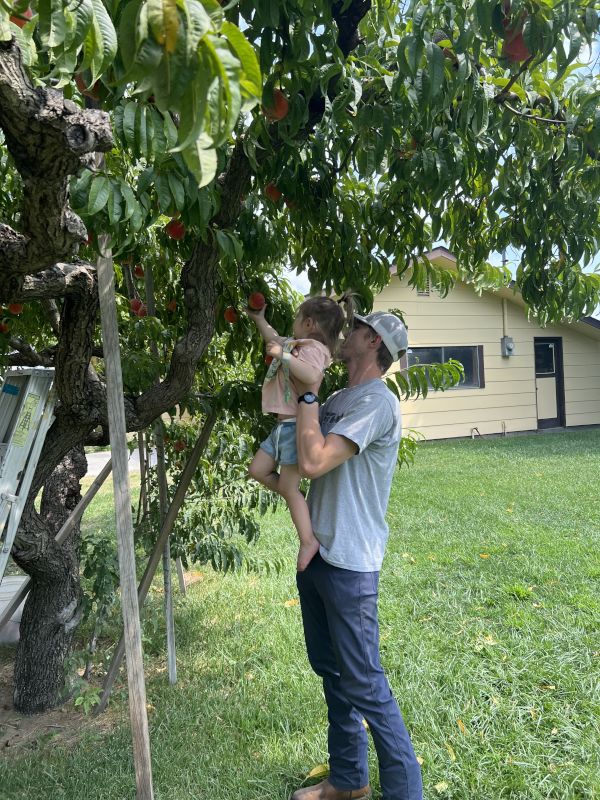 Picking Some Peaches at Grandpa Jim's Orchard