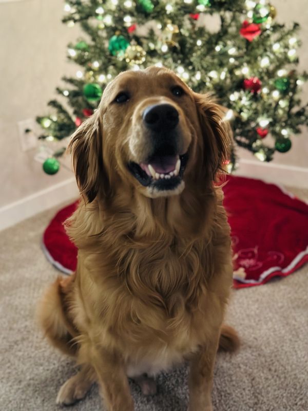 Patton Loves Christmas!