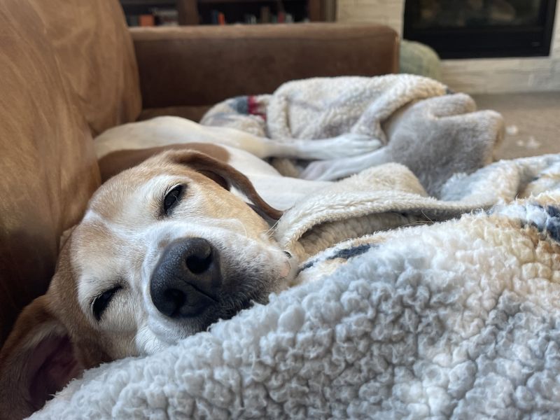 Juniper Loves Naps!