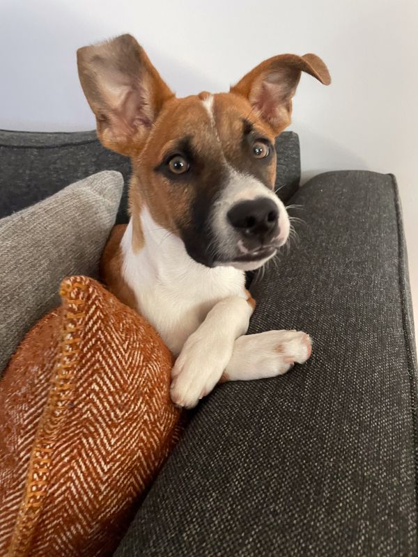 Dapper Dog