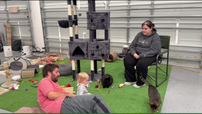 Playing With Our Cats