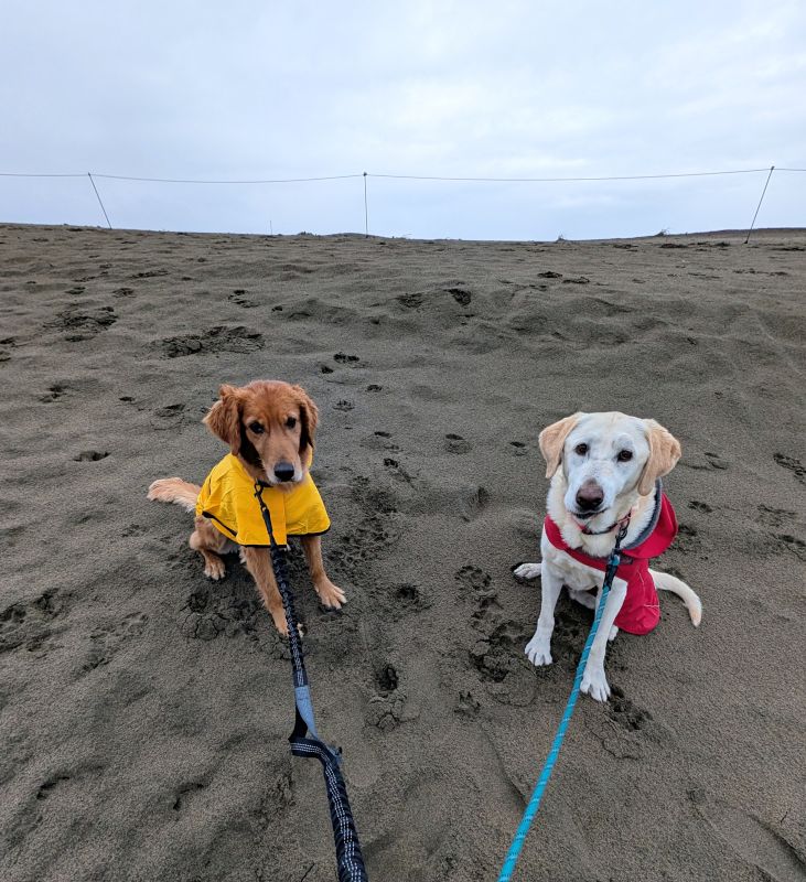 Our Dogs on the Beach