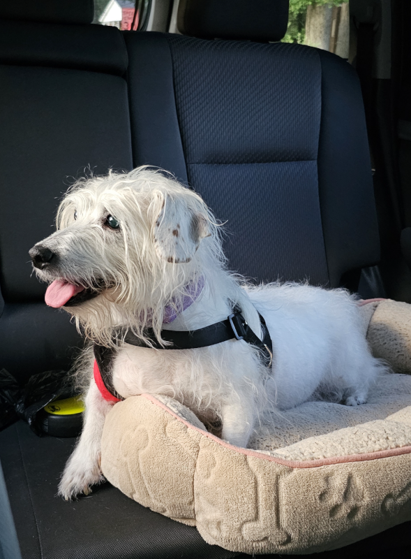Sassy Enjoying a Drive
