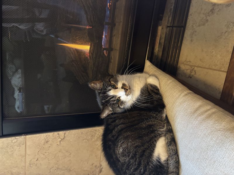 Our Cat, Rascal