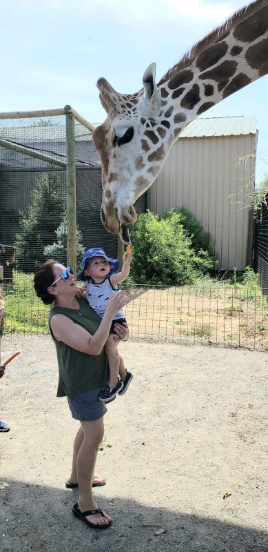 Fun Feeding a Giraffe