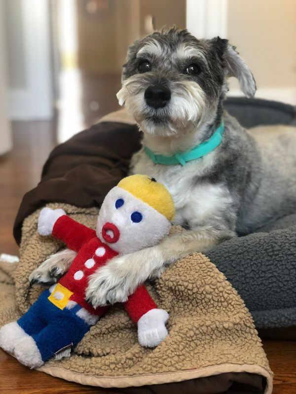 Our Dog, Zelda