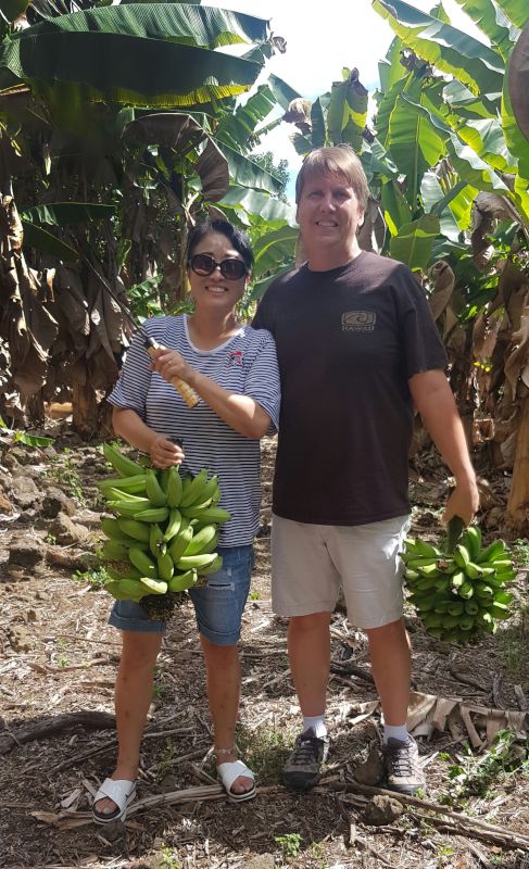 Banana Farm in Hawaii