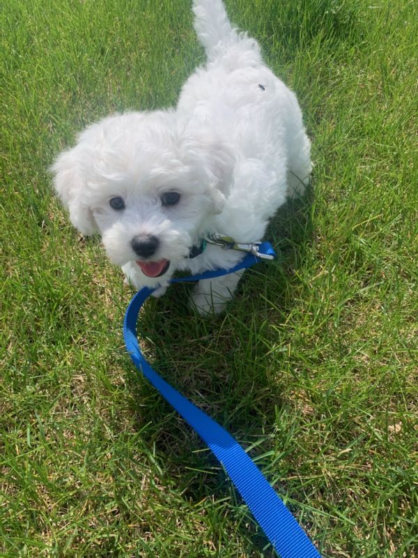 Our Puppy, Pippen