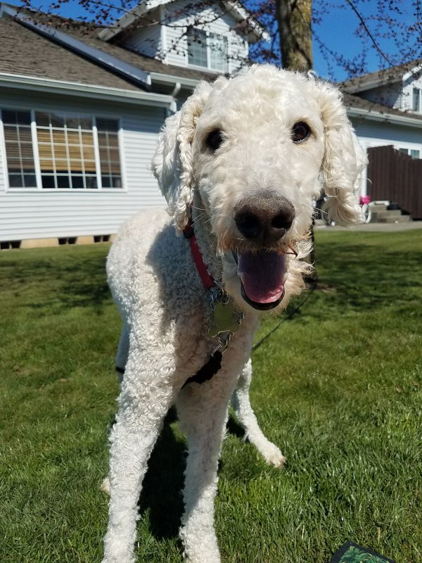 Our Pup, Maggie Mae