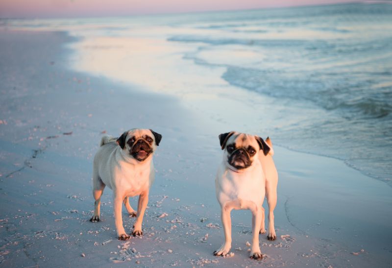 Our Pups