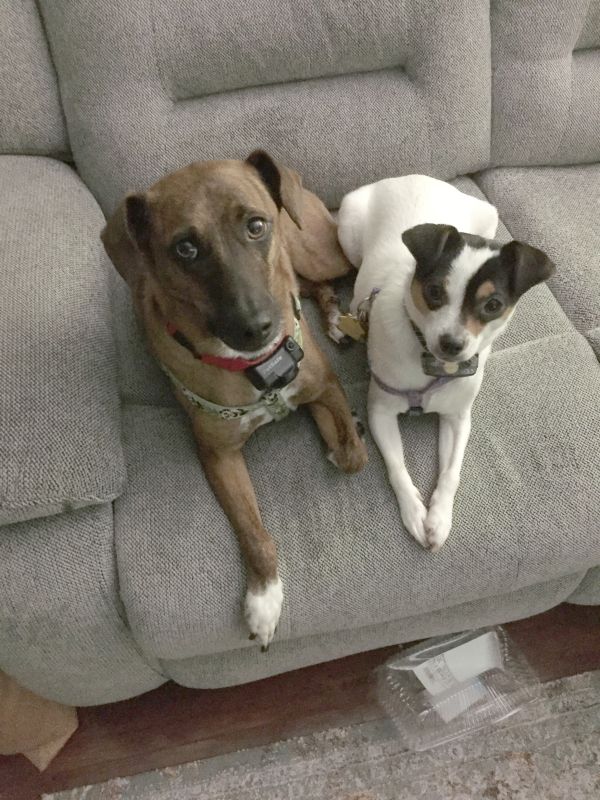 Our Pups, Remington & Bailey