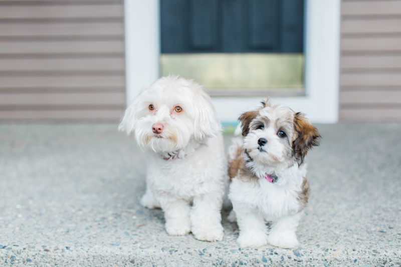 Our Pups, Rosie & Sunny