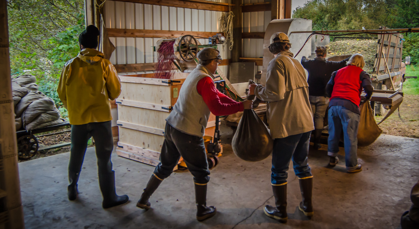 Harvesting Cranberries With Family