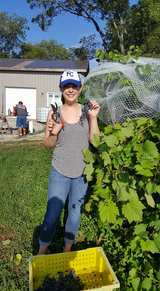 Volunteering at a Grape Harvest