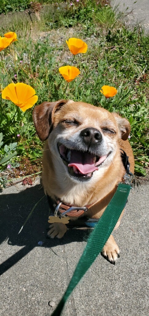 Our Happy Pup, Norman