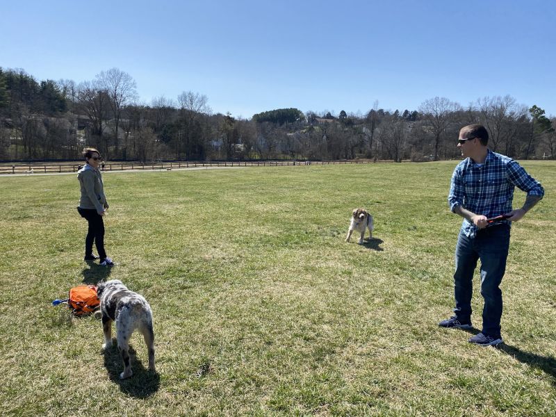 Fun at the Dog Park