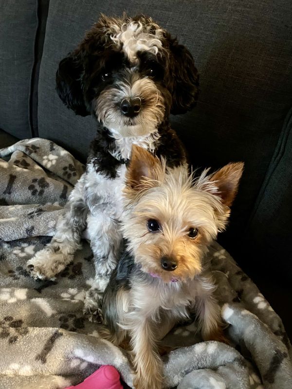 Our Pups, Riggs & Winnie