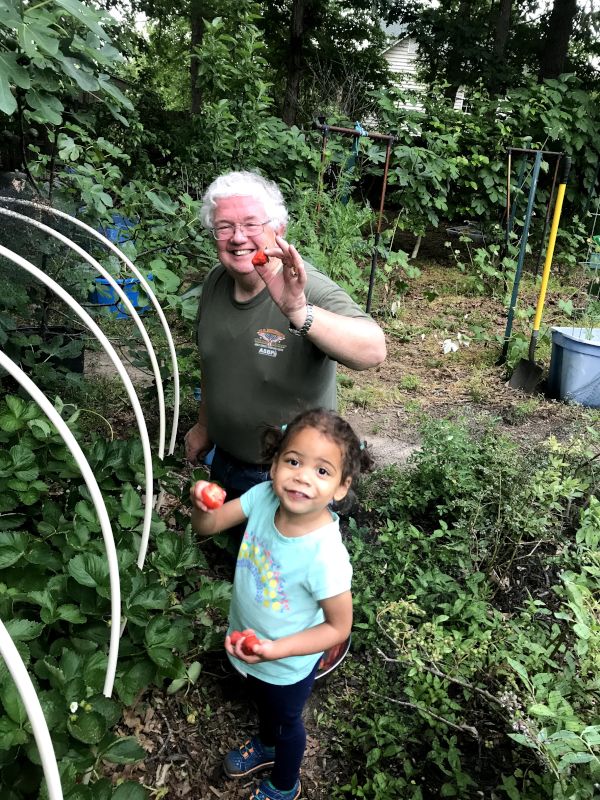 Picking Strawberries With Grandpa