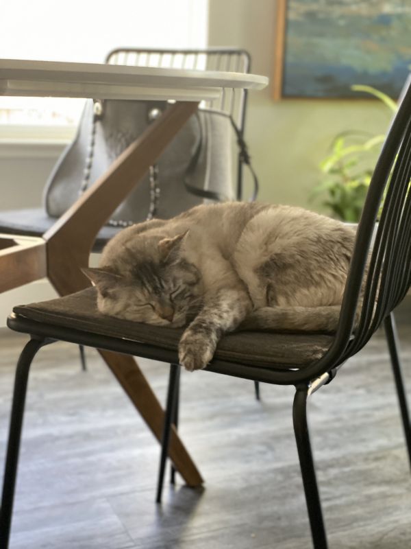 Our Cat, Lily, in her Favorite Spot
